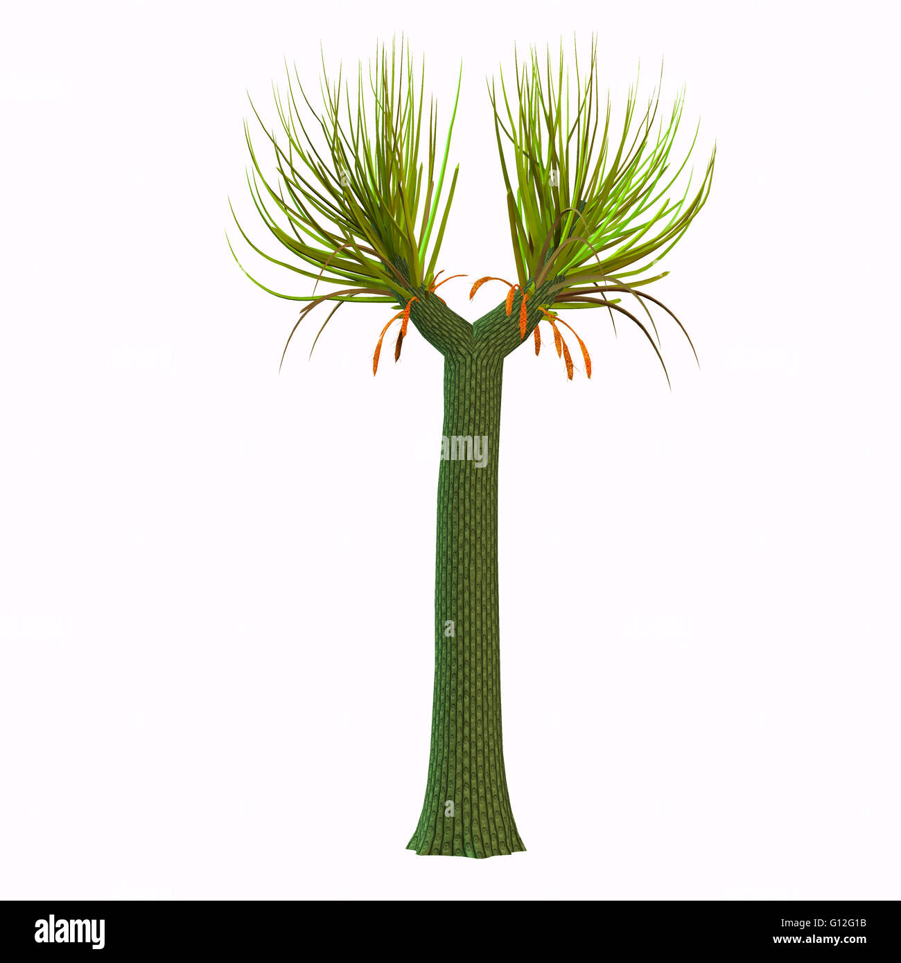 Le "twin" de Lepidodendron Sigillaria, partagé avec elle la domination sur l'énorme période carbonifère humides. Banque D'Images