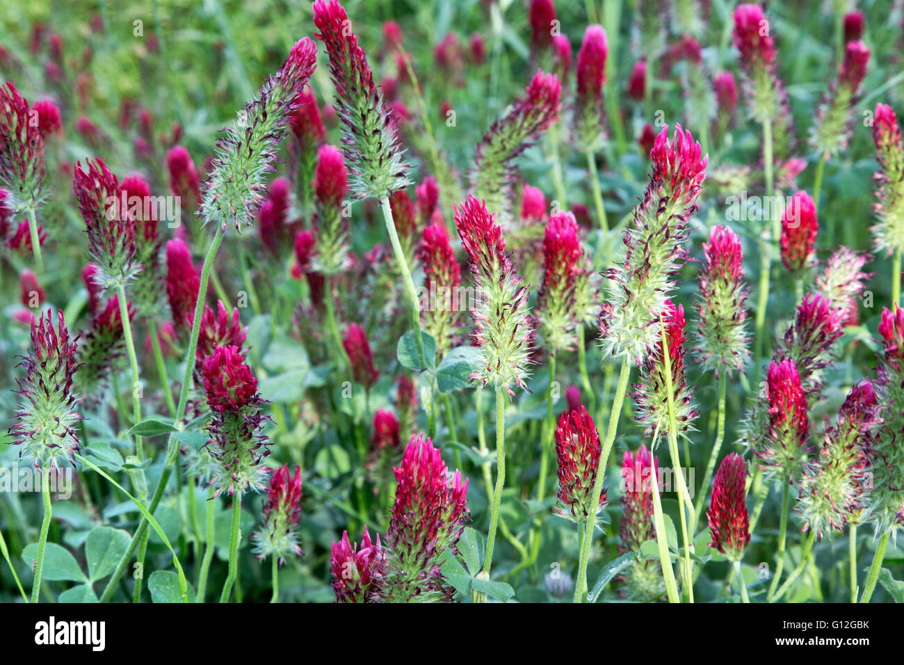 'Trèfle incarnat Trifolium incarnatum' floraison dans champ vert. Banque D'Images