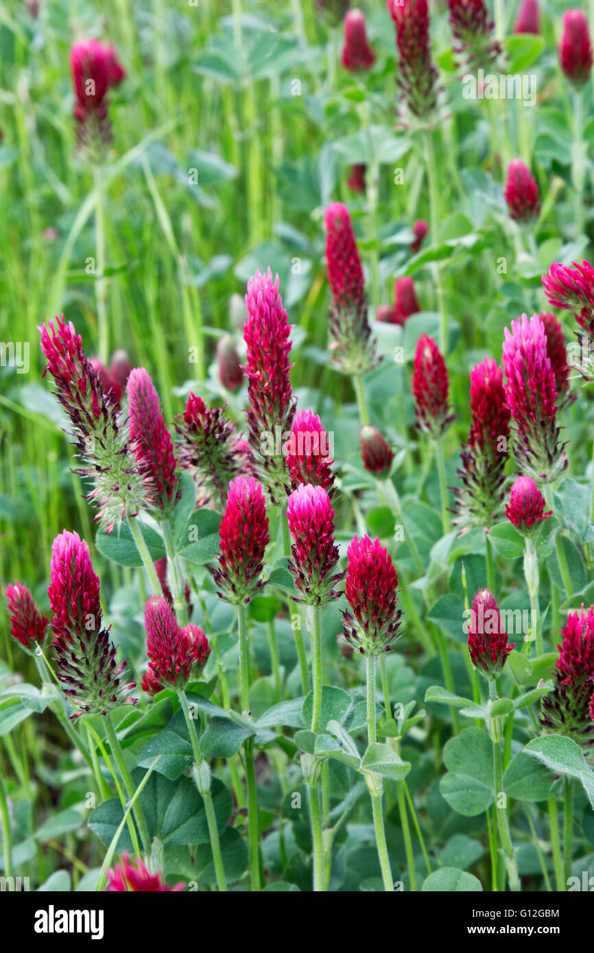 'Trèfle incarnat Trifolium incarnatum' floraison dans champ vert. Banque D'Images