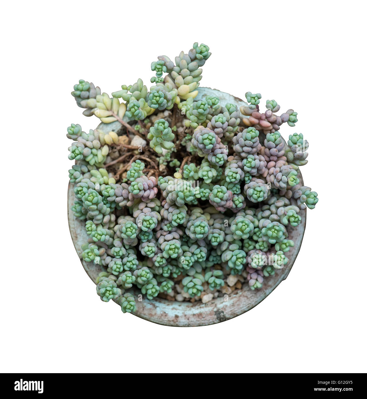 Les plantes succulentes miniatures Banque D'Images