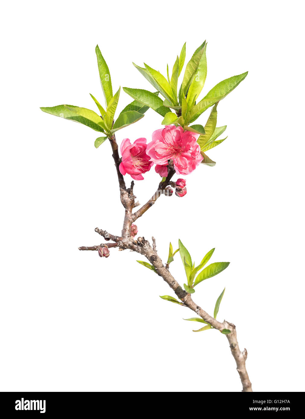 Floraison de fleurs de pêchers Banque D'Images