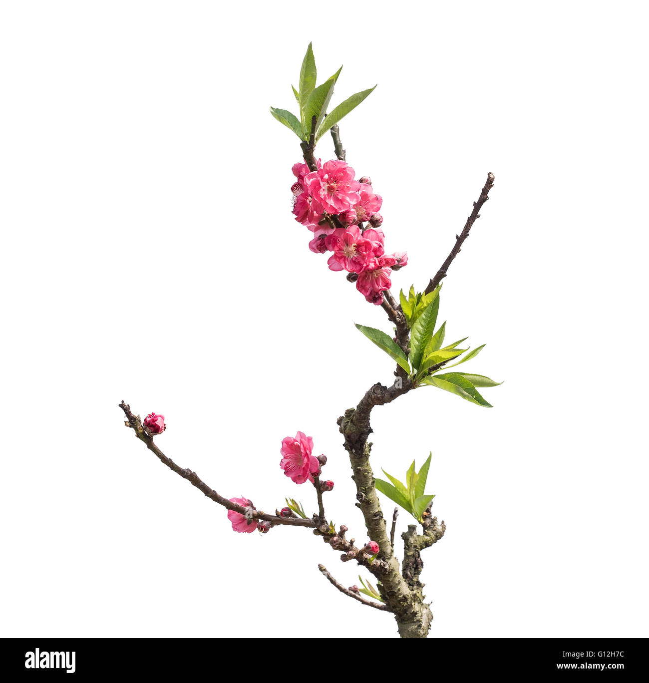 Floraison de fleurs de pêchers Banque D'Images