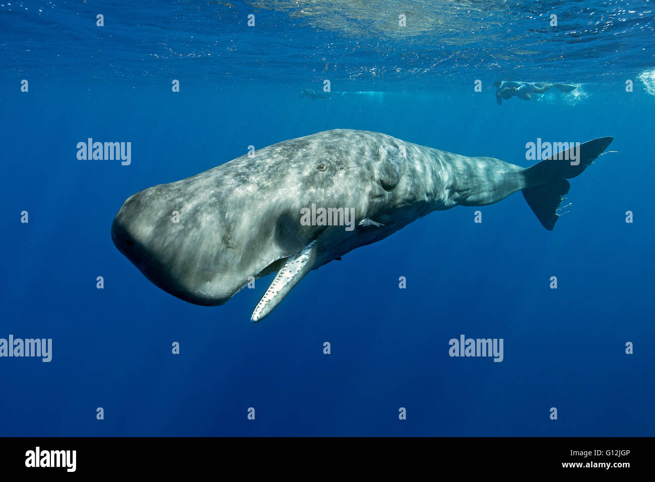 Cachalot, Physeter macrocephalus, mer des Caraïbes, la Dominique Banque D'Images