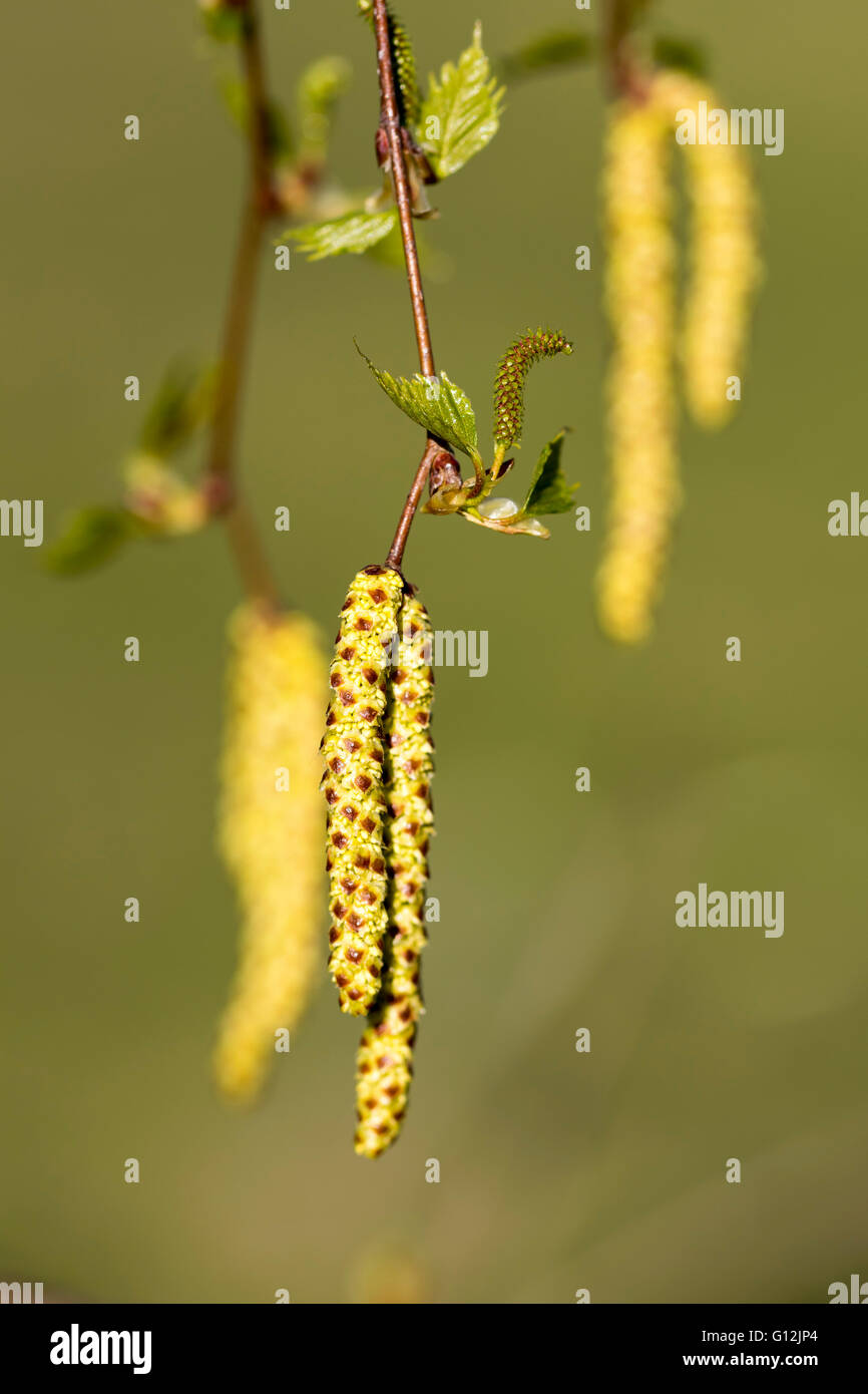 Siver Birch Betula pendula chatons arbre Banque D'Images