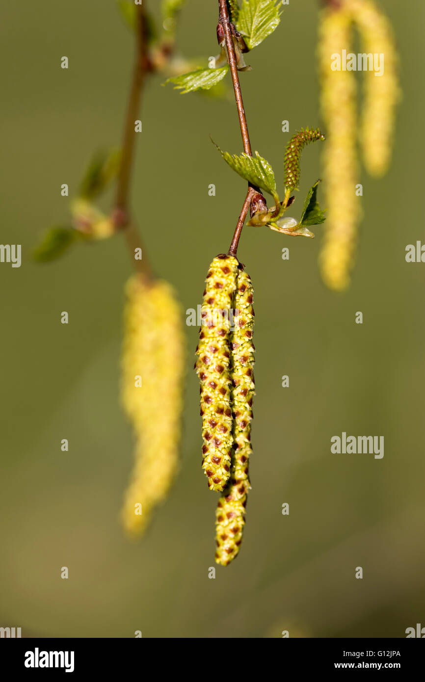 Siver Birch Betula pendula chatons arbre Banque D'Images