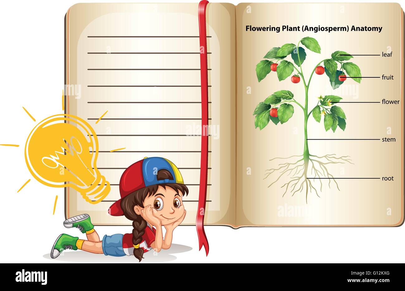 Fille et flowering plant anatomy illustration Illustration de Vecteur