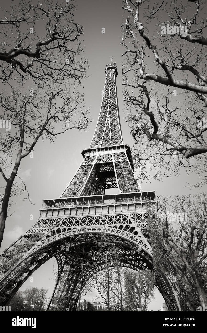 Le noir et blanc vue verticale de la Tour Eiffel à travers les branches d'arbres sur le Champs de Mars, Paris, France Banque D'Images