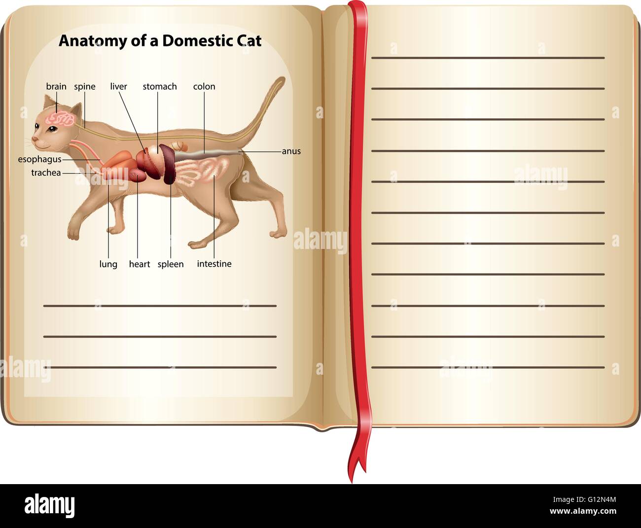 Anatomie d'un chat domestique illustration Illustration de Vecteur