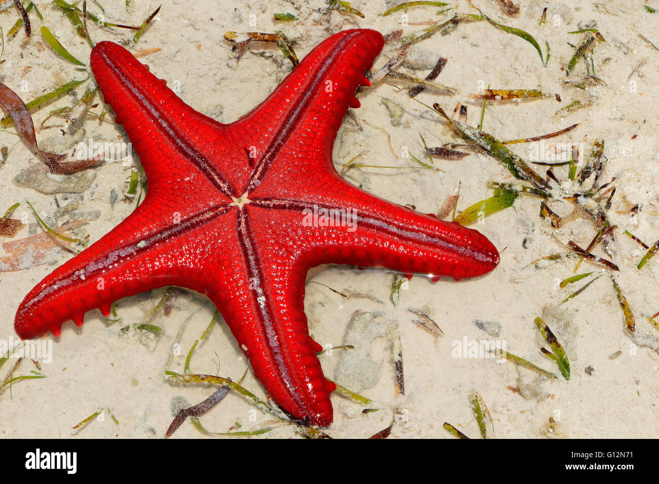 L'étoile rouge sur le sable humide, l'île de Zanzibar Banque D'Images