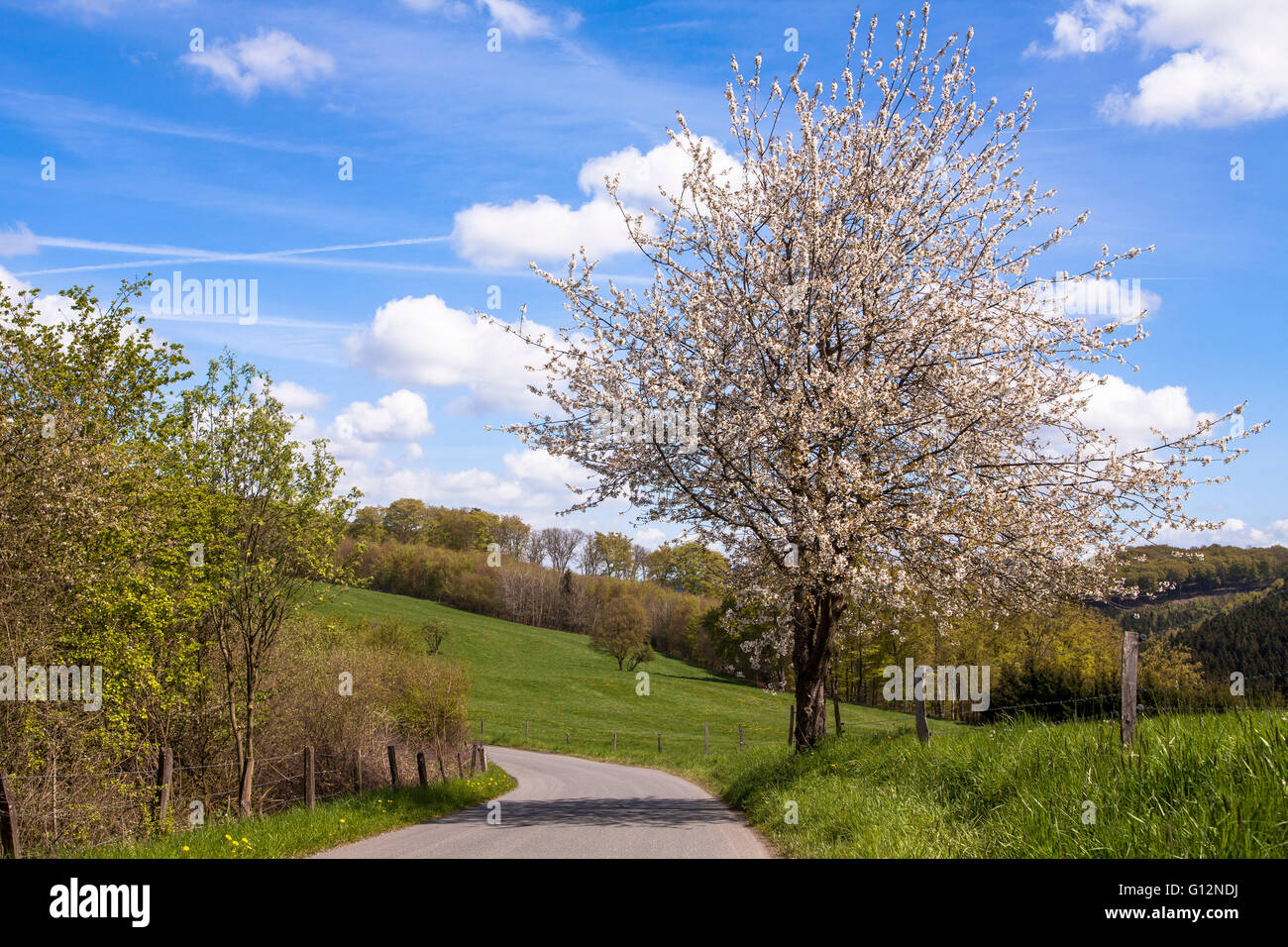 L'Europe, l'Allemagne, en Rhénanie du Nord-Westphalie, arbres fruitiers en fleurs dans le Eichelnbleck Hagen-Rumscheid dans la réserve naturelle. Banque D'Images