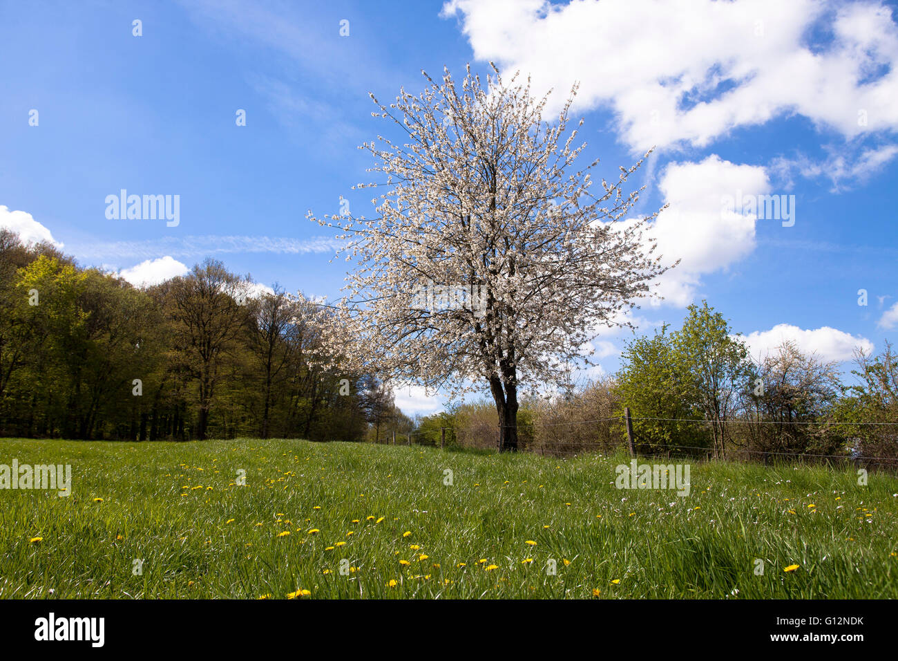 L'Europe, l'Allemagne, en Rhénanie du Nord-Westphalie, arbres fruitiers en fleurs dans le Eichelnbleck Hagen-Rumscheid dans la réserve naturelle. Banque D'Images