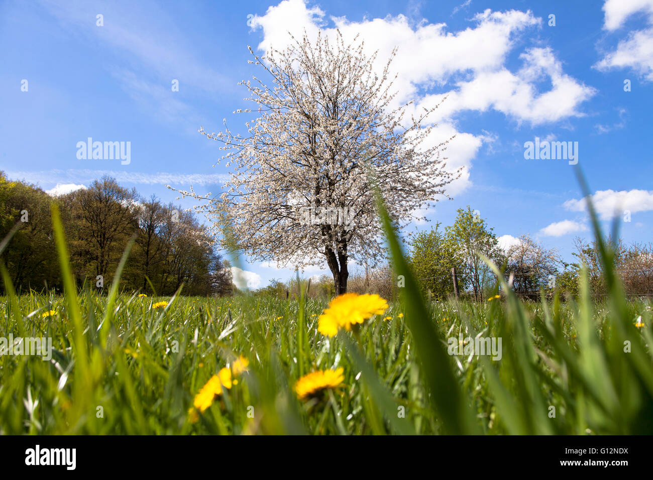 L'Europe, l'Allemagne, en Rhénanie du Nord-Westphalie, arbres fruitiers en fleurs dans le Eichelnbleck Hagen-Rumscheid dans la réserve naturelle. Banque D'Images