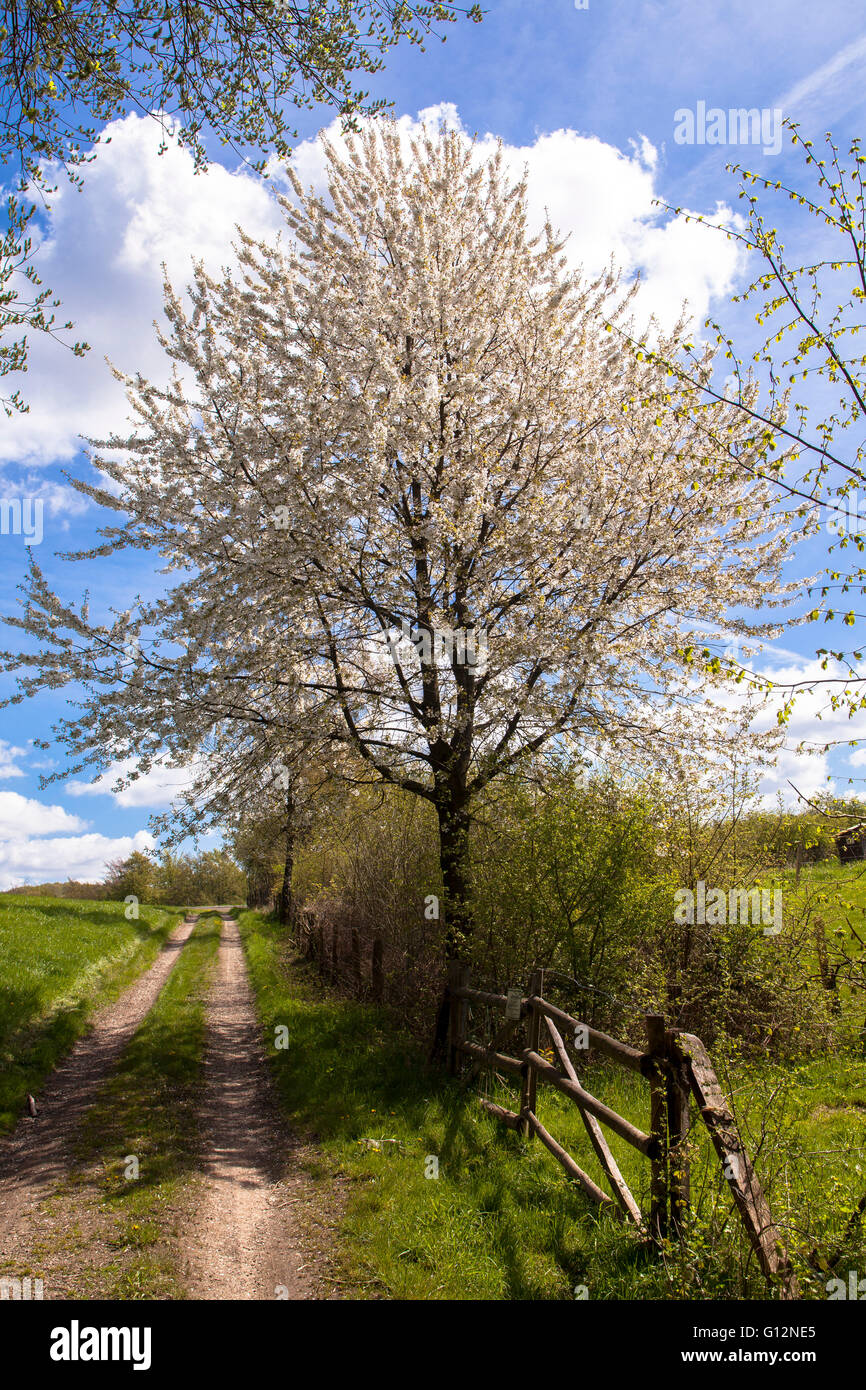 L'Europe, l'Allemagne, en Rhénanie du Nord-Westphalie, arbres fruitiers en fleurs dans le Eichelnbleck Hagen-Rumscheid dans la réserve naturelle. Banque D'Images
