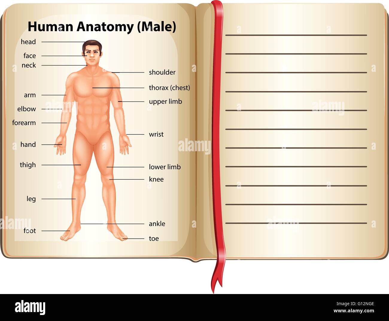 L'anatomie humaine sur une page illustration Illustration de Vecteur
