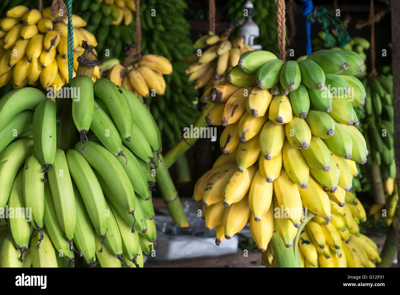 Les bananes à vendre à un stand de vendeurs de rue, Sri Lanka Banque D'Images