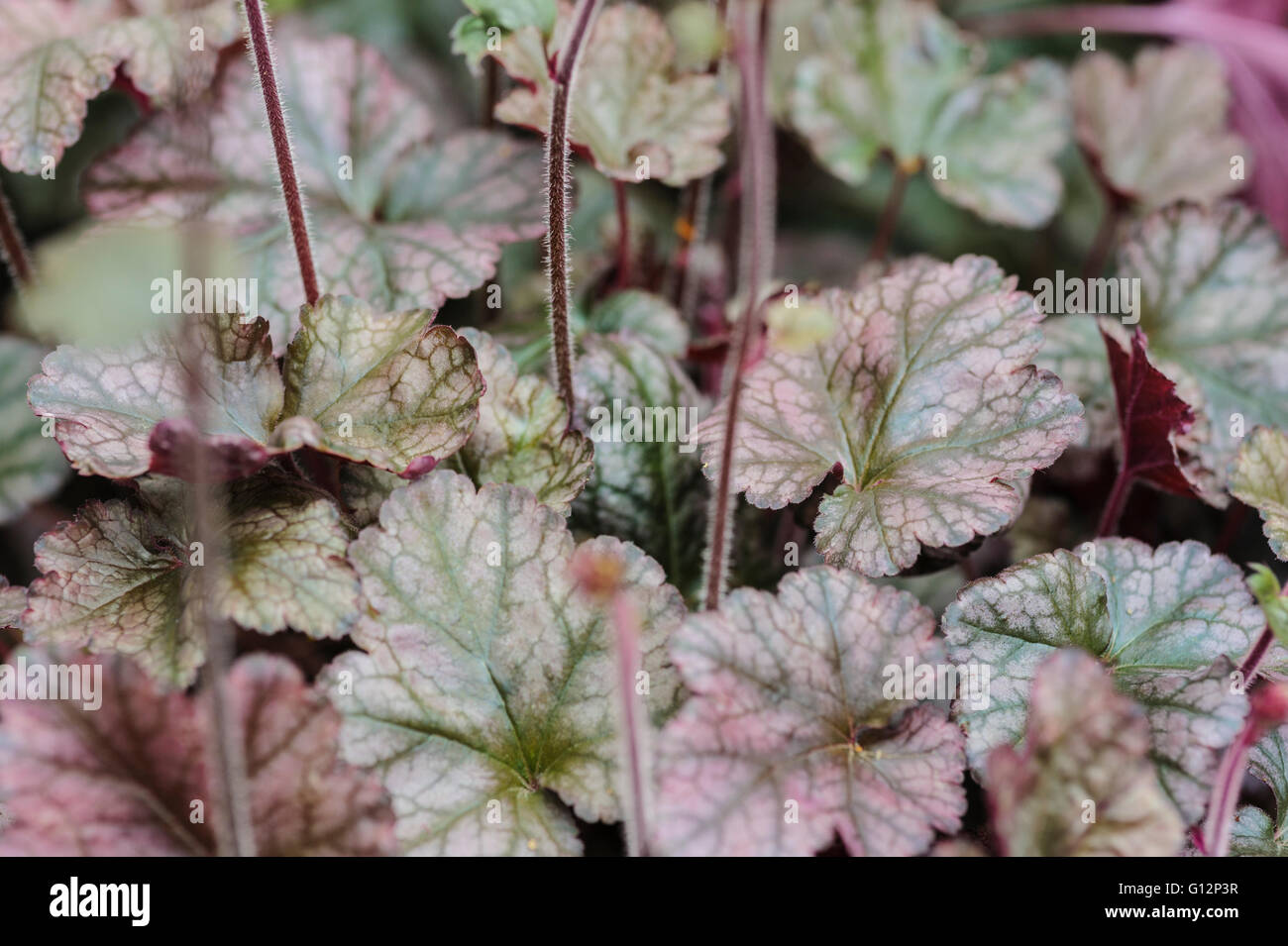 Heuchera Silver Scrolls, plaqués-feuille Coral Bells Saxifragaceae Banque D'Images