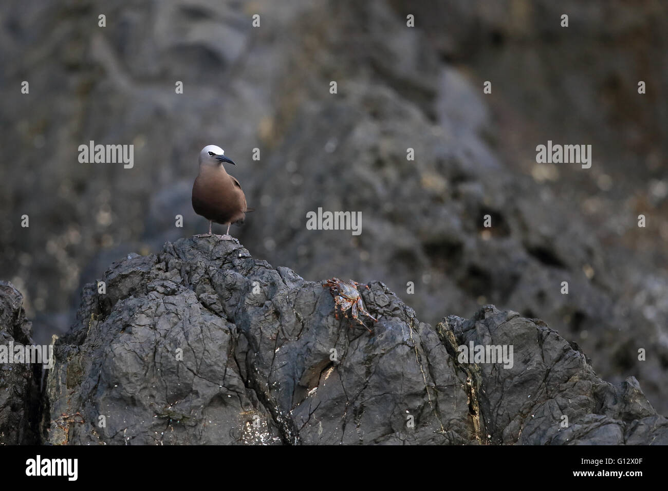 Noddi brun (Anous stolidus) Banque D'Images