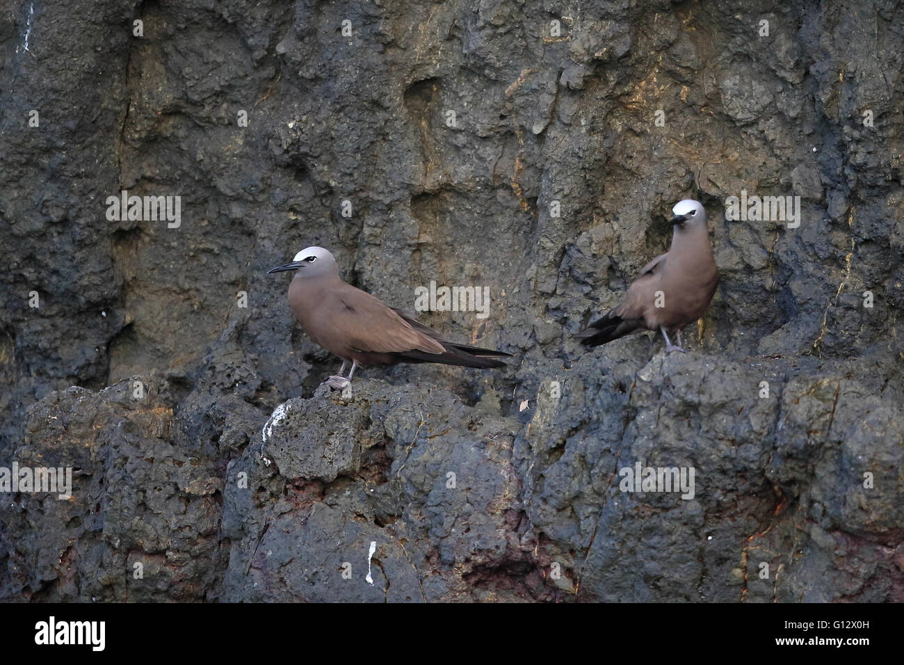 Noddi brun (Anous stolidus) Banque D'Images