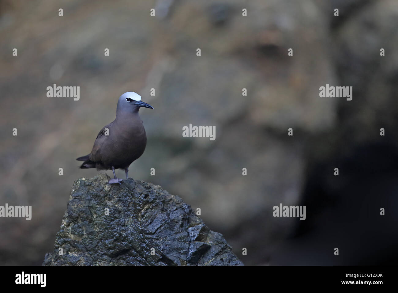 Noddi brun (Anous stolidus) Banque D'Images