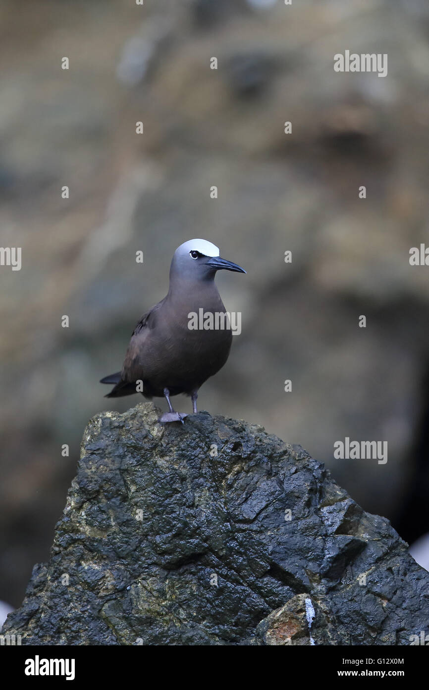 Noddi brun (Anous stolidus) Banque D'Images