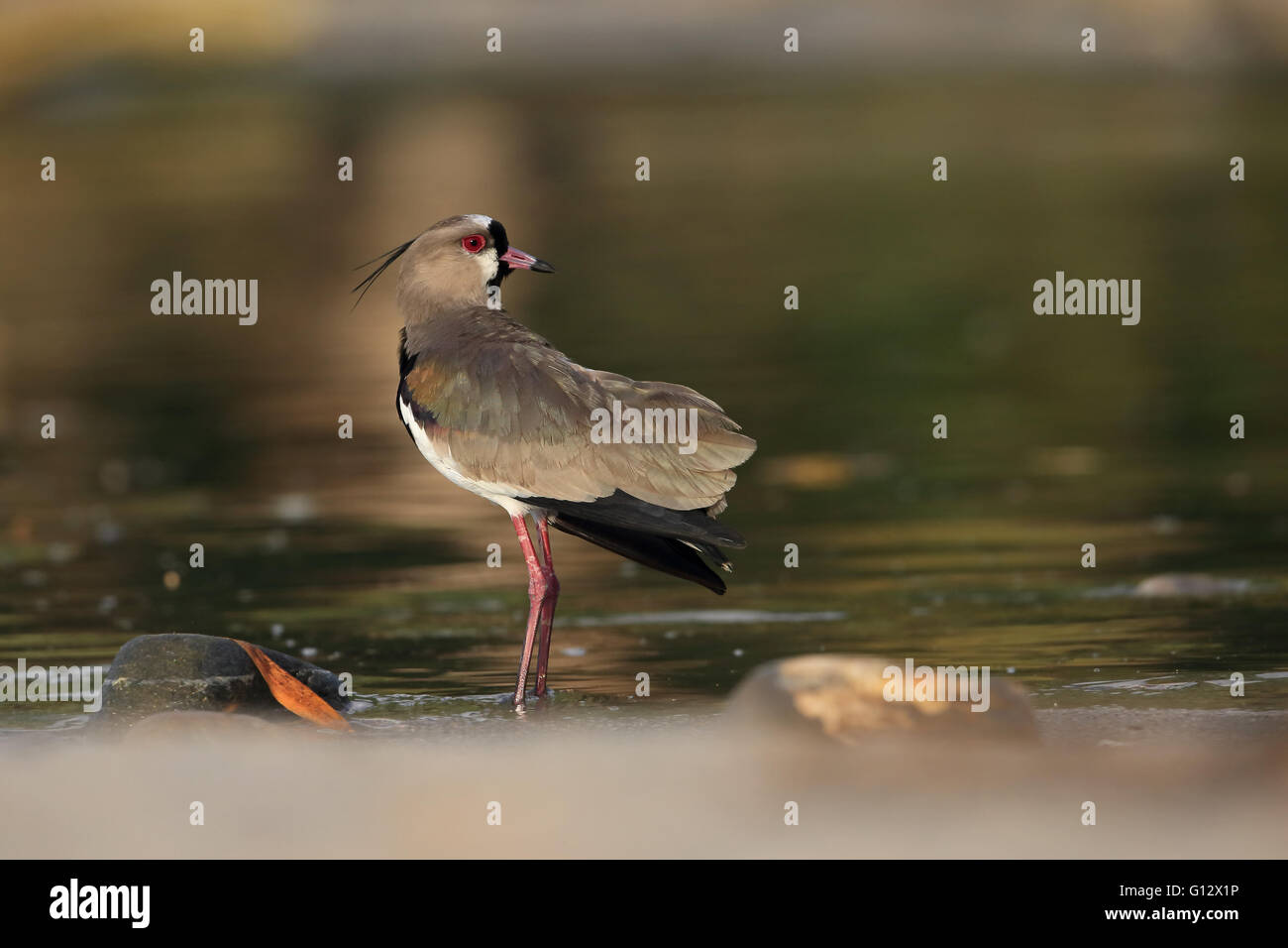 Le sud de sociable (vanellus chilensis) Banque D'Images