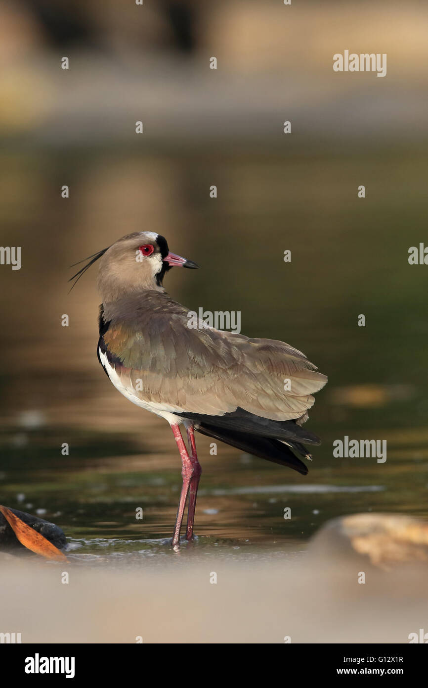 Le sud de sociable (vanellus chilensis) Banque D'Images