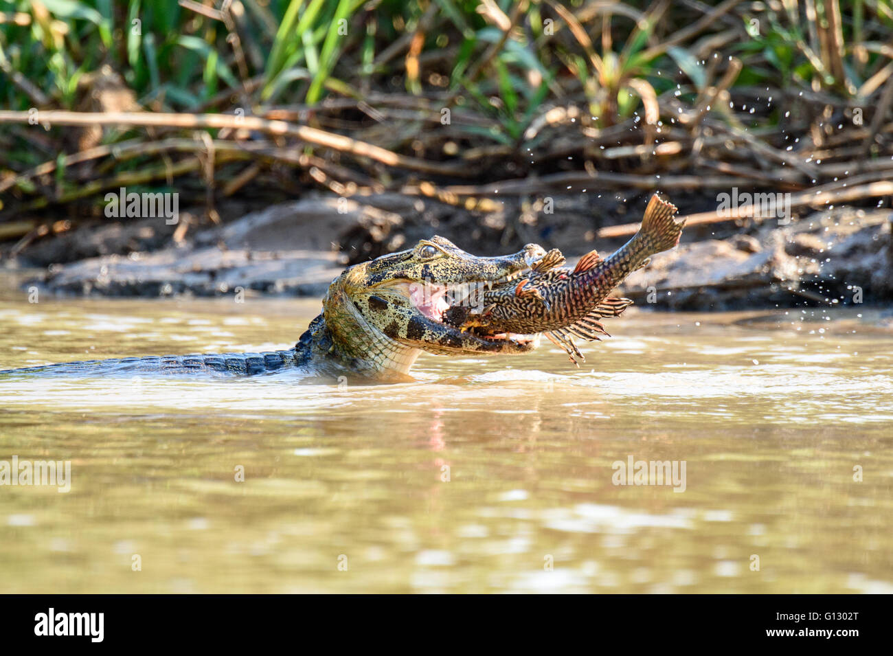 Caiman prendre et de manger les poissons de grande taille, prise à Porto Jofre dans le Pantanal Banque D'Images