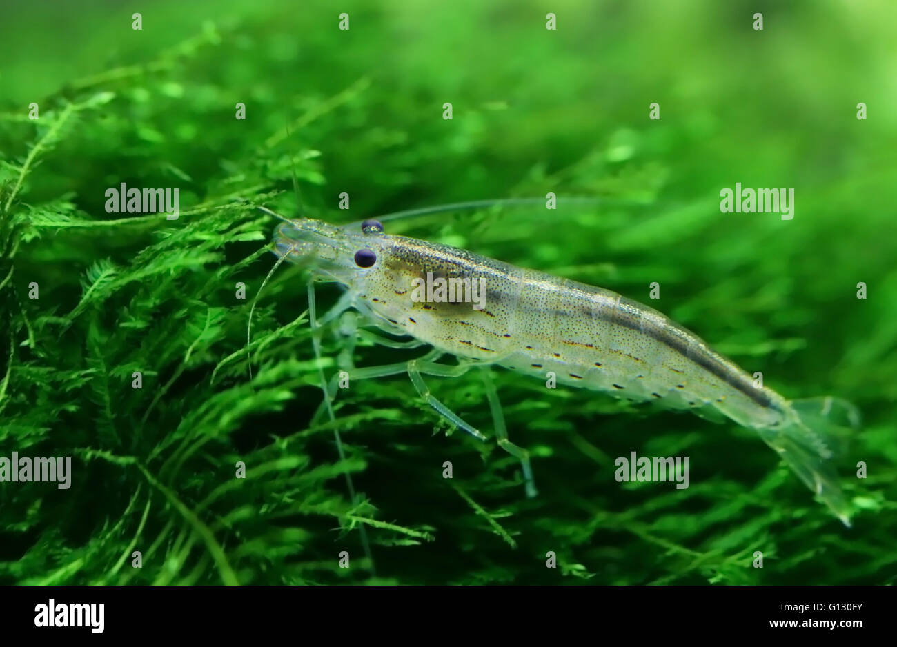 Yamato crevette caridina multidentata dans un aquarium Banque de photographies et d’images à