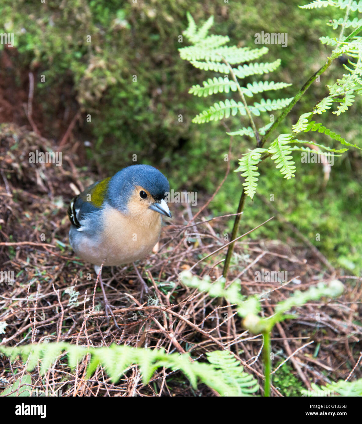 Chaffinch bird sur Madère l'île portugaise de Madère Banque D'Images