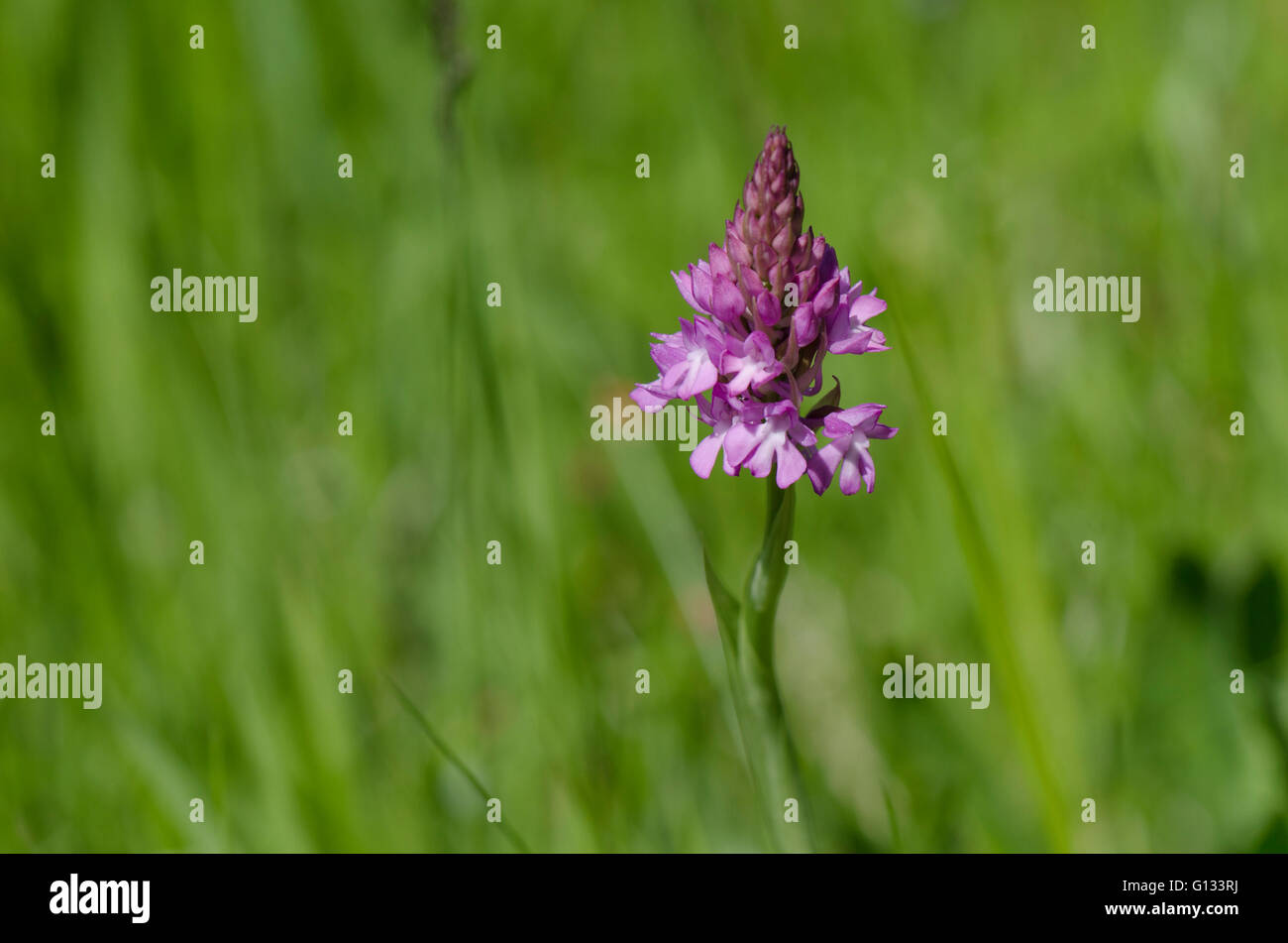 Anacamptis pyramidalis, orchidée pyramidale, orchis, Bordeaux, France. Banque D'Images