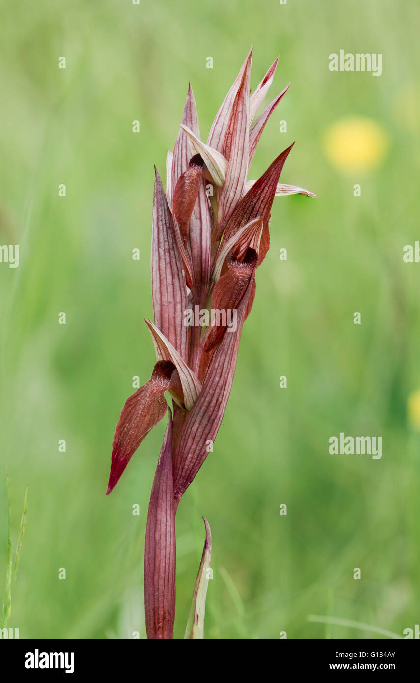Long-lipped serapias, charrue-share, serapias vomeracea Serapias Langue maternelle, orchidée, Bordeaux, France. Banque D'Images