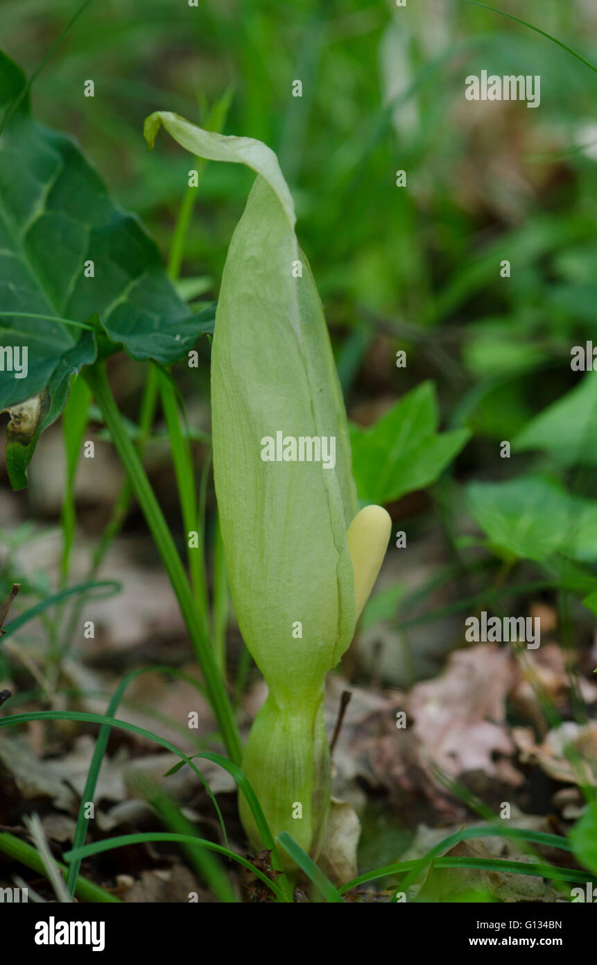 Arum italien, Italian lords-and-ladies, Arum italicum, dans la forêt, France. Banque D'Images