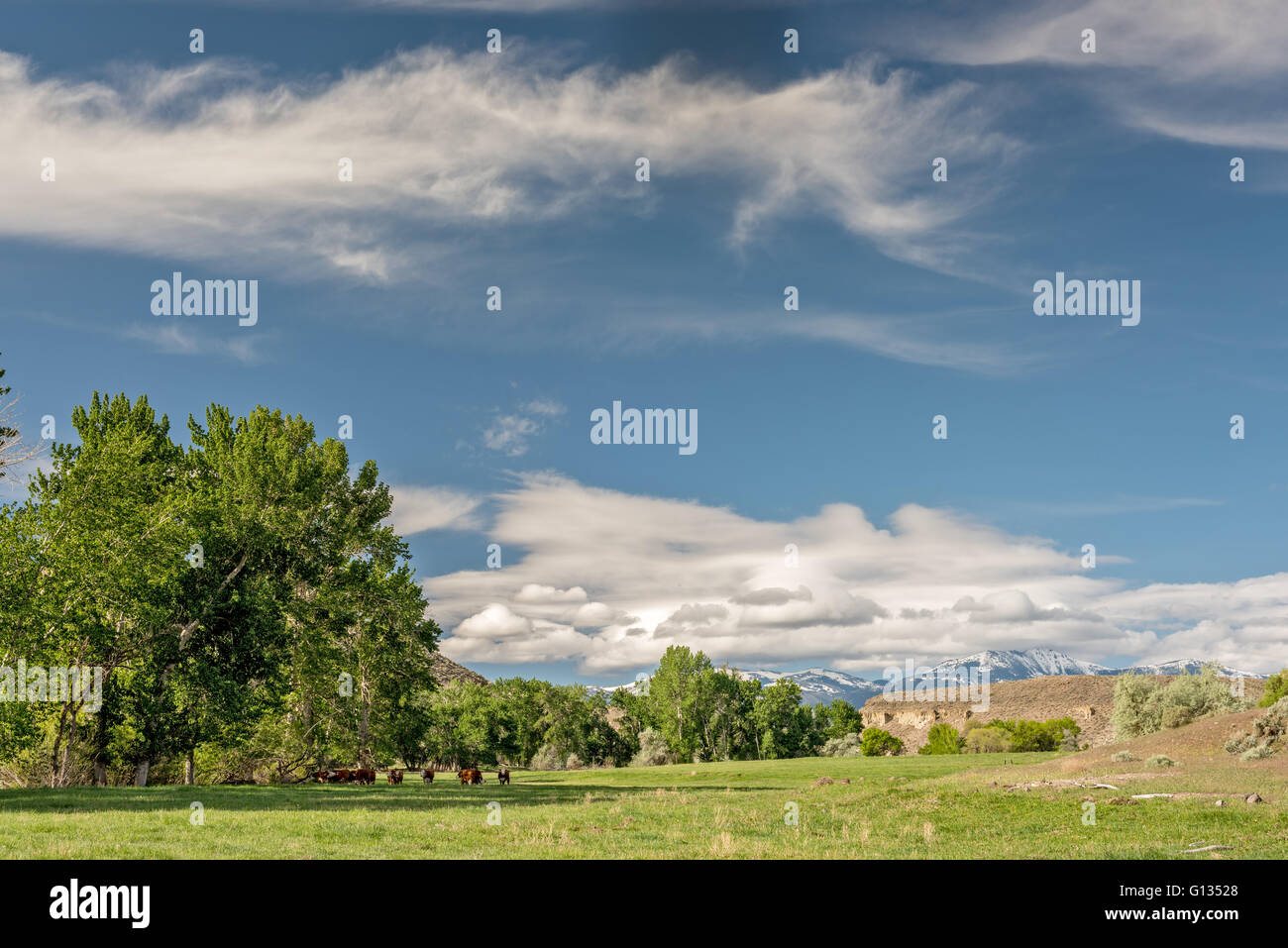 Vaches dans un pâturage avec des nuages Banque D'Images