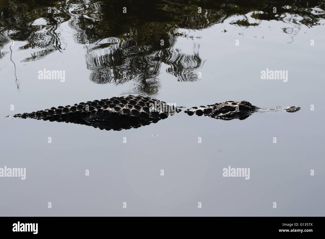 Alligator flottant à la surface Banque D'Images