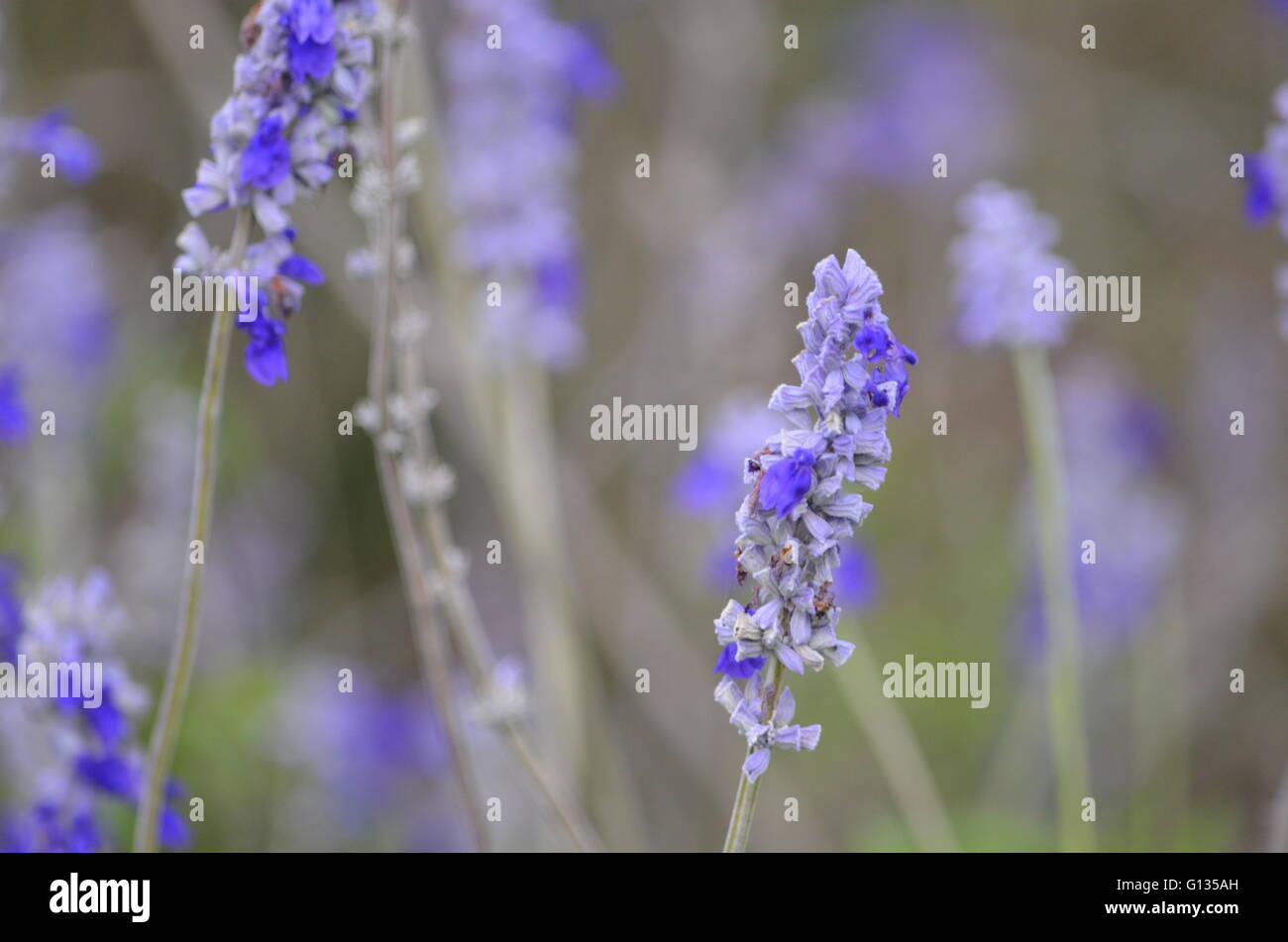 Similaire à de la sauge (Salvia farinacea bleu) en fleurs Lady Bird Johnson Wildflower Center Austin Texas USA Banque D'Images