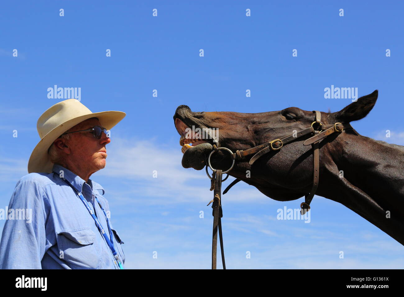Un agriculteur s'amuse comme il regarde son cheval curl ses lèvres et montre les dents en face d'un ciel bleu dans le Queensland, Australie. Banque D'Images