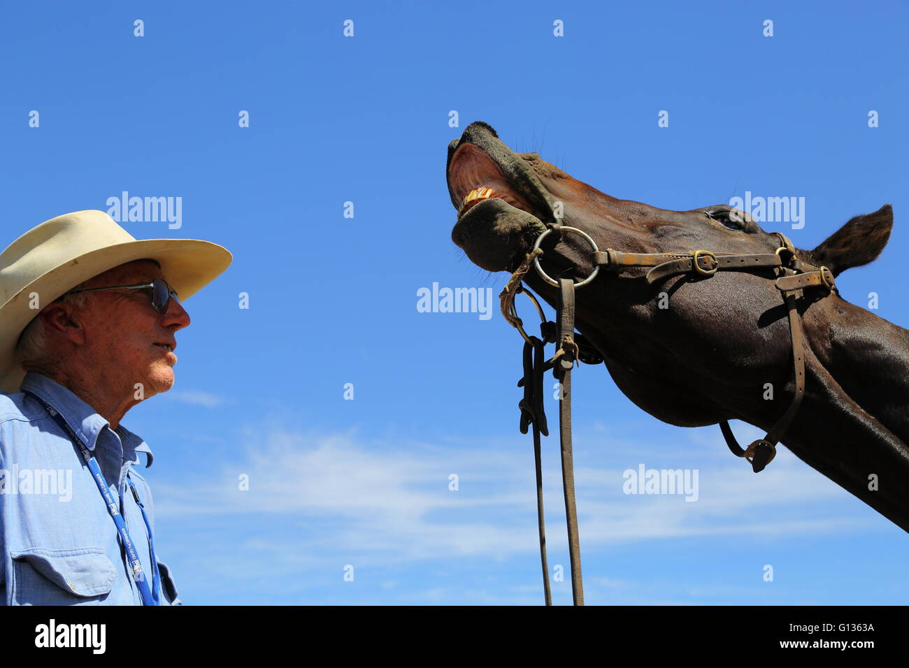 Un agriculteur s'amuse comme il regarde son cheval curl ses lèvres et montre les dents en face d'un ciel bleu dans le Queensland, Australie. Banque D'Images