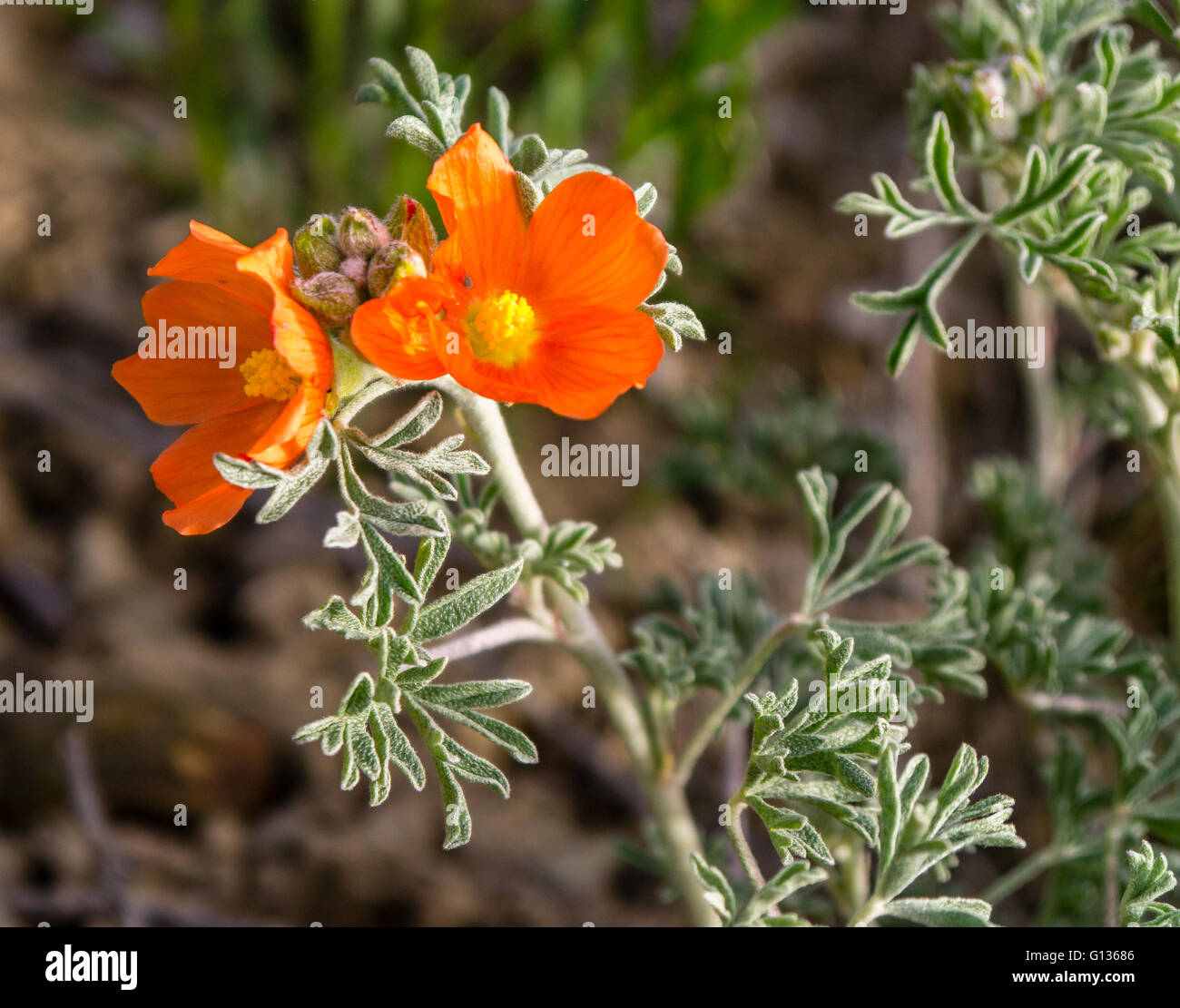 Orange et jaune au printemps en fleurs Fleur du désert Banque D'Images