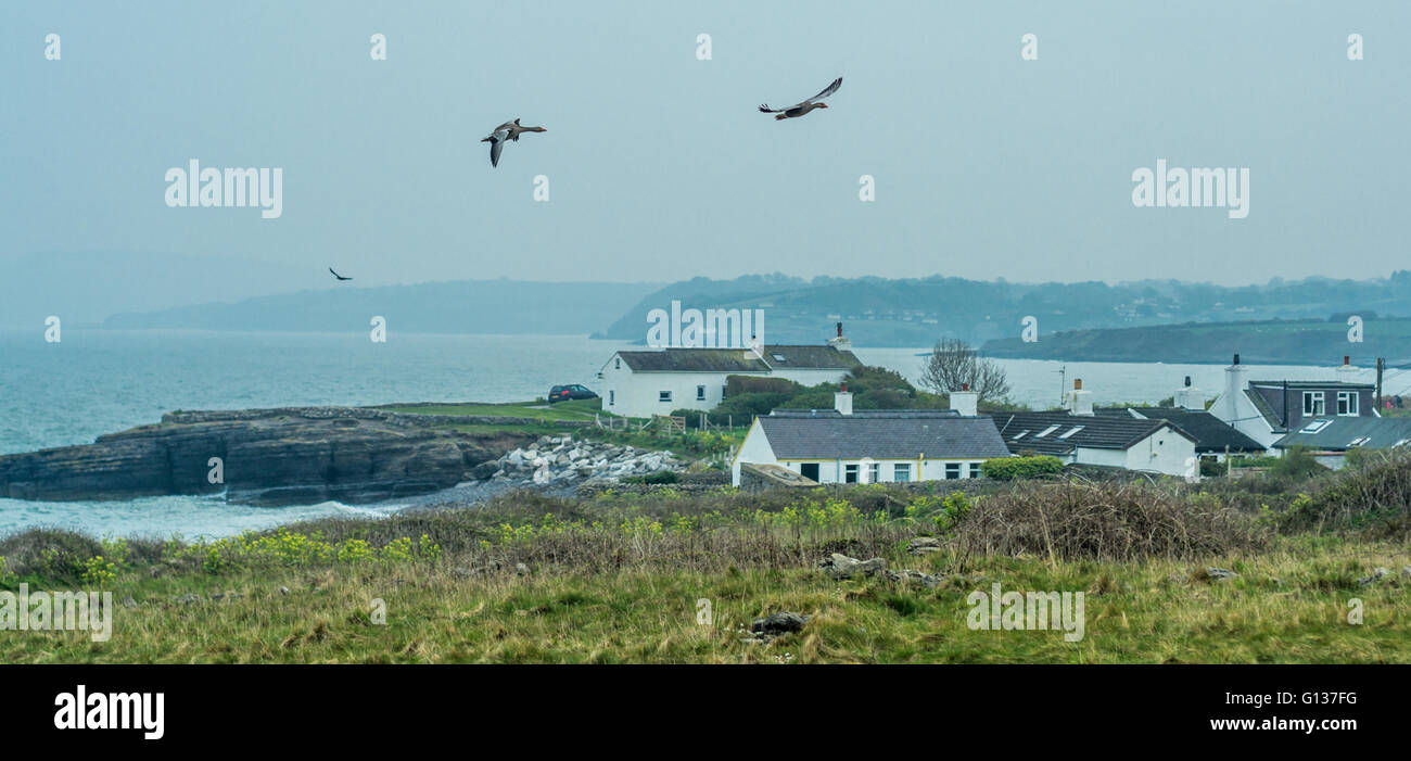 Une paire d'oies sauvages survolent sur Llangefni Anglesey Banque D'Images