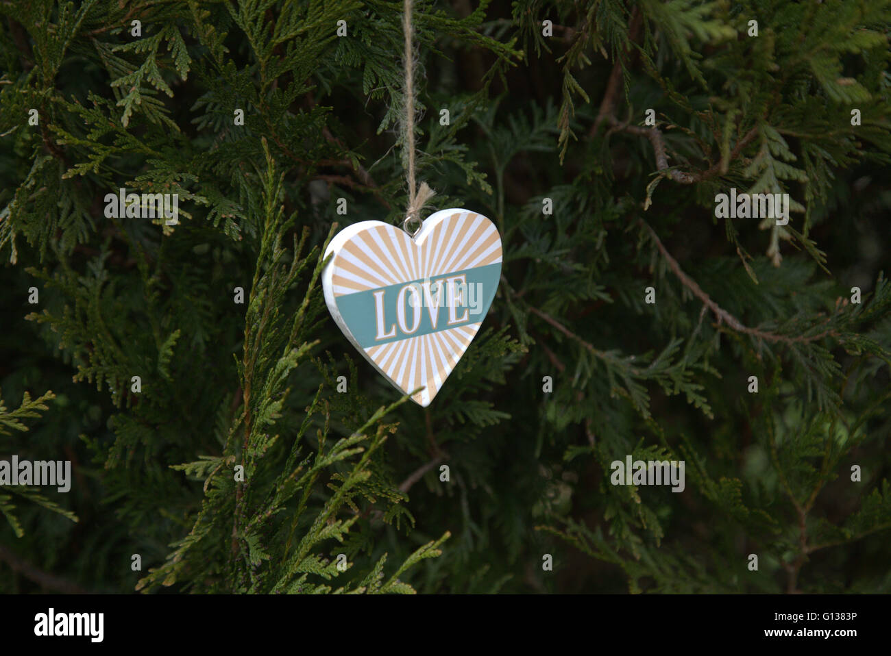 Coeur d'amour dans un pine bush, Glasgow Kelvingrove Park Glasgow, Écosse, Royaume-Uni Banque D'Images