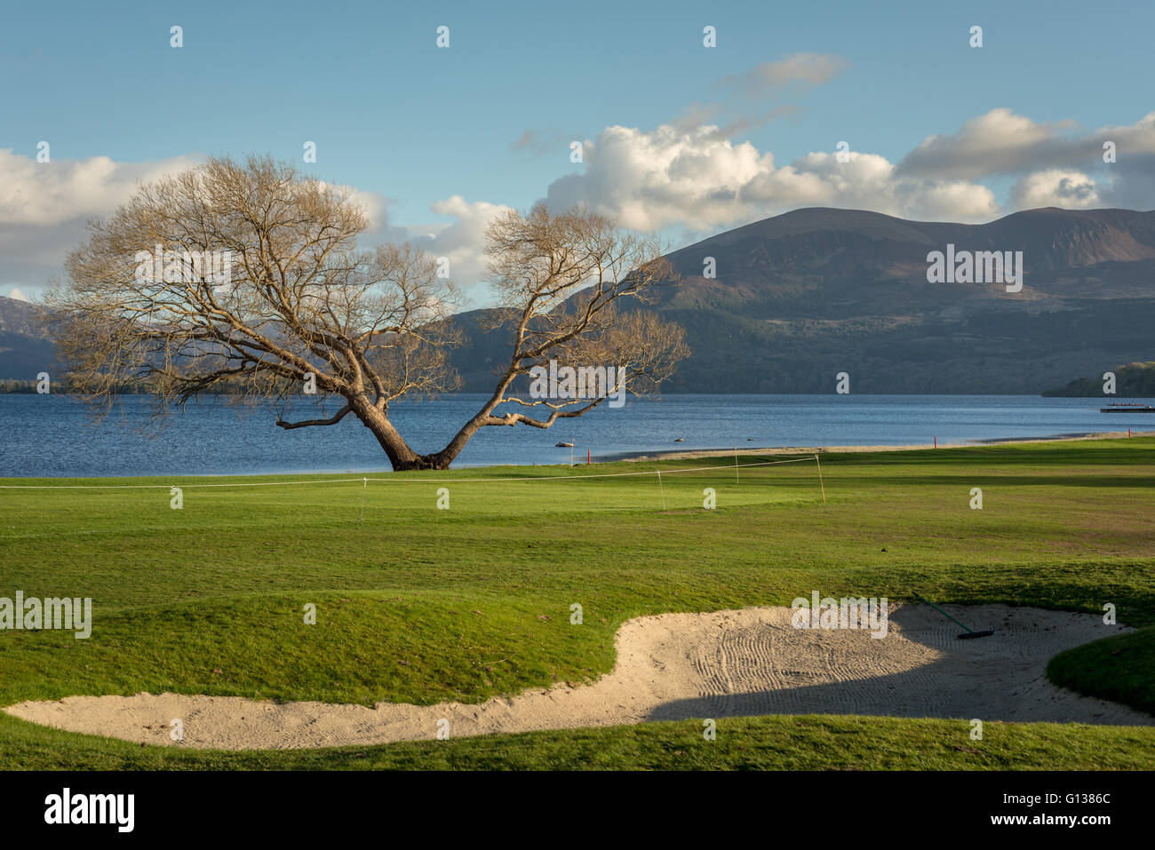 Piège à sable et arbre solitaire au club de golf et de pêche de Lough Leane à Fossa, parc national de Killarney avec vue sur Tomies Mountain, comté de Kerry, Irlande Banque D'Images