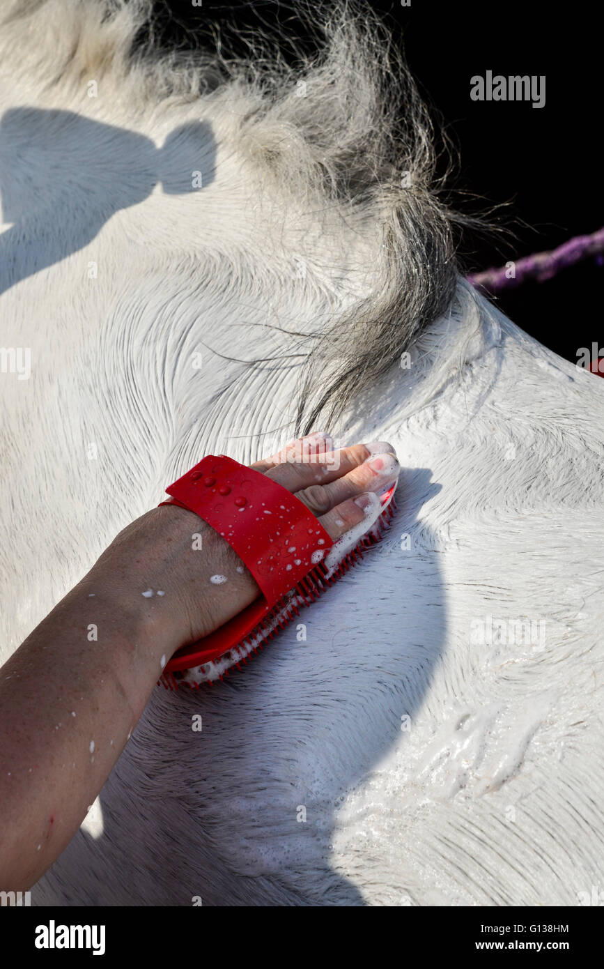Les armoiries d'un shampooing gris cheval dans soleil du printemps. Banque D'Images