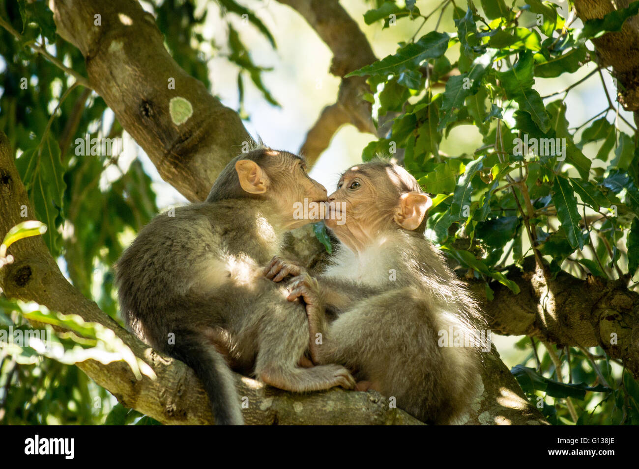 Les jeunes singes macaques Bonnet / Bonnet (Macaca radiata) 'kissing' Photo  Stock - Alamy