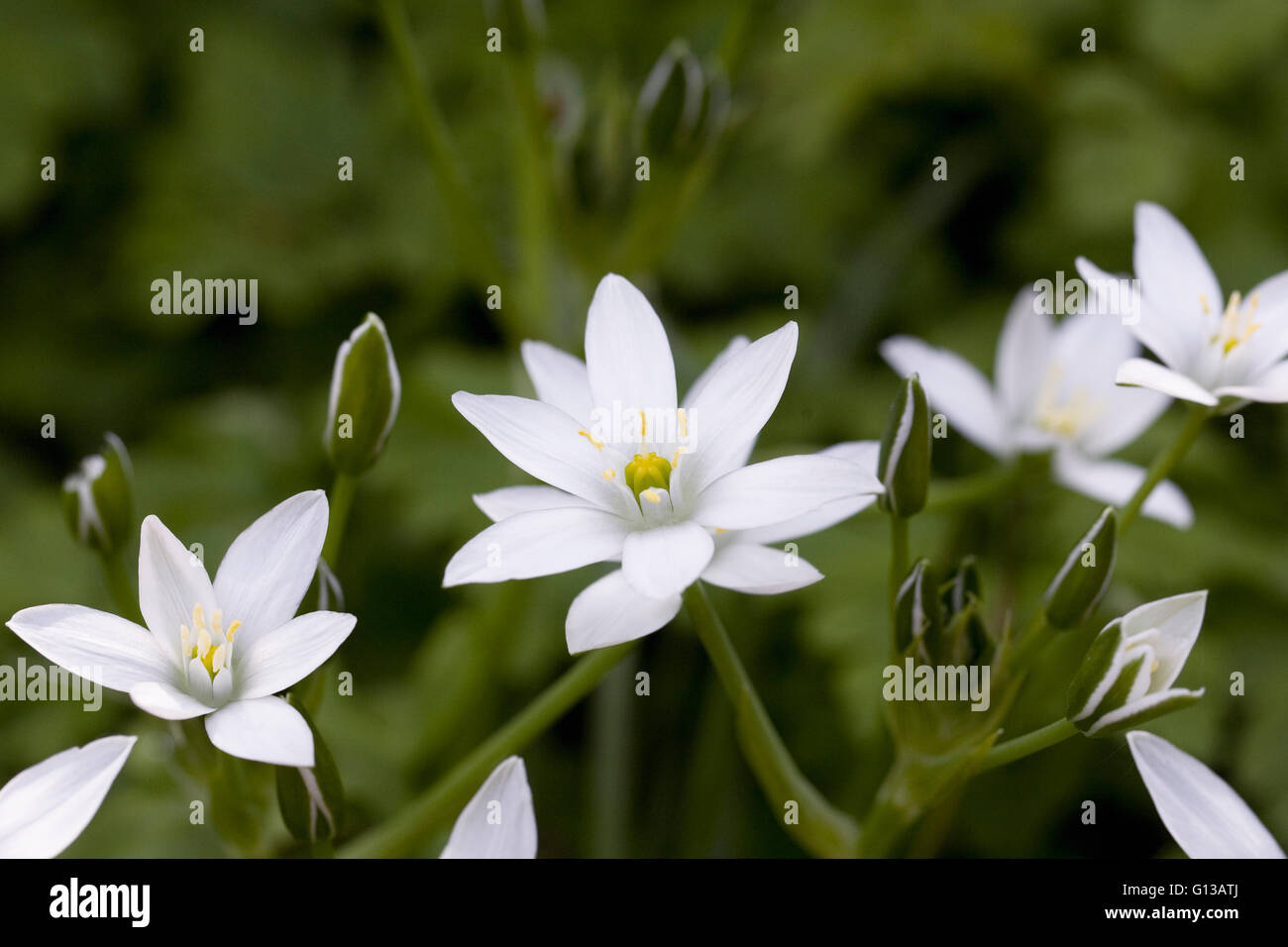 Catégorie : Fleurs. Star-de-Bethléem des fleurs au printemps. Banque D'Images
