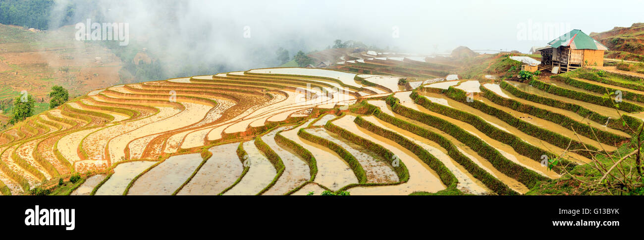 Les champs de riz dans le nord du Vietnam Banque D'Images