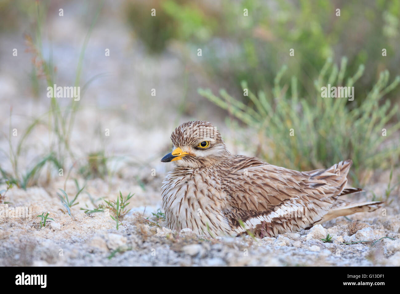 Oedicnème criard (Burhinus bistriatus) au nid. Lleida province. La Catalogne. L'Espagne. Banque D'Images