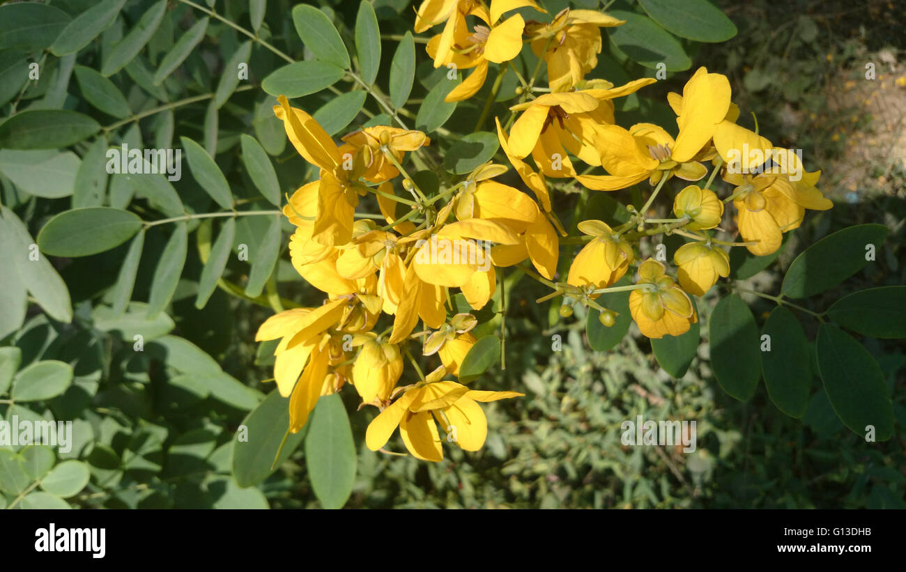 Senna, Senna lisse sulphurea, arbuste ou petit arbre de 4 à 6 paires de folioles ovées à elliptiques et fleurs orange vif Banque D'Images