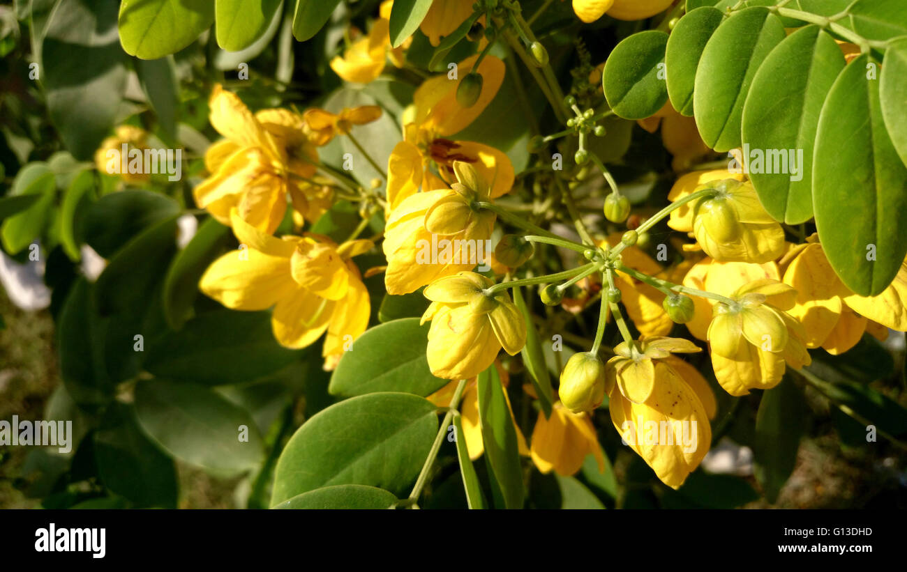 Senna, Senna lisse sulphurea, arbuste ou petit arbre de 4 à 6 paires de folioles ovées à elliptiques et fleurs orange vif Banque D'Images