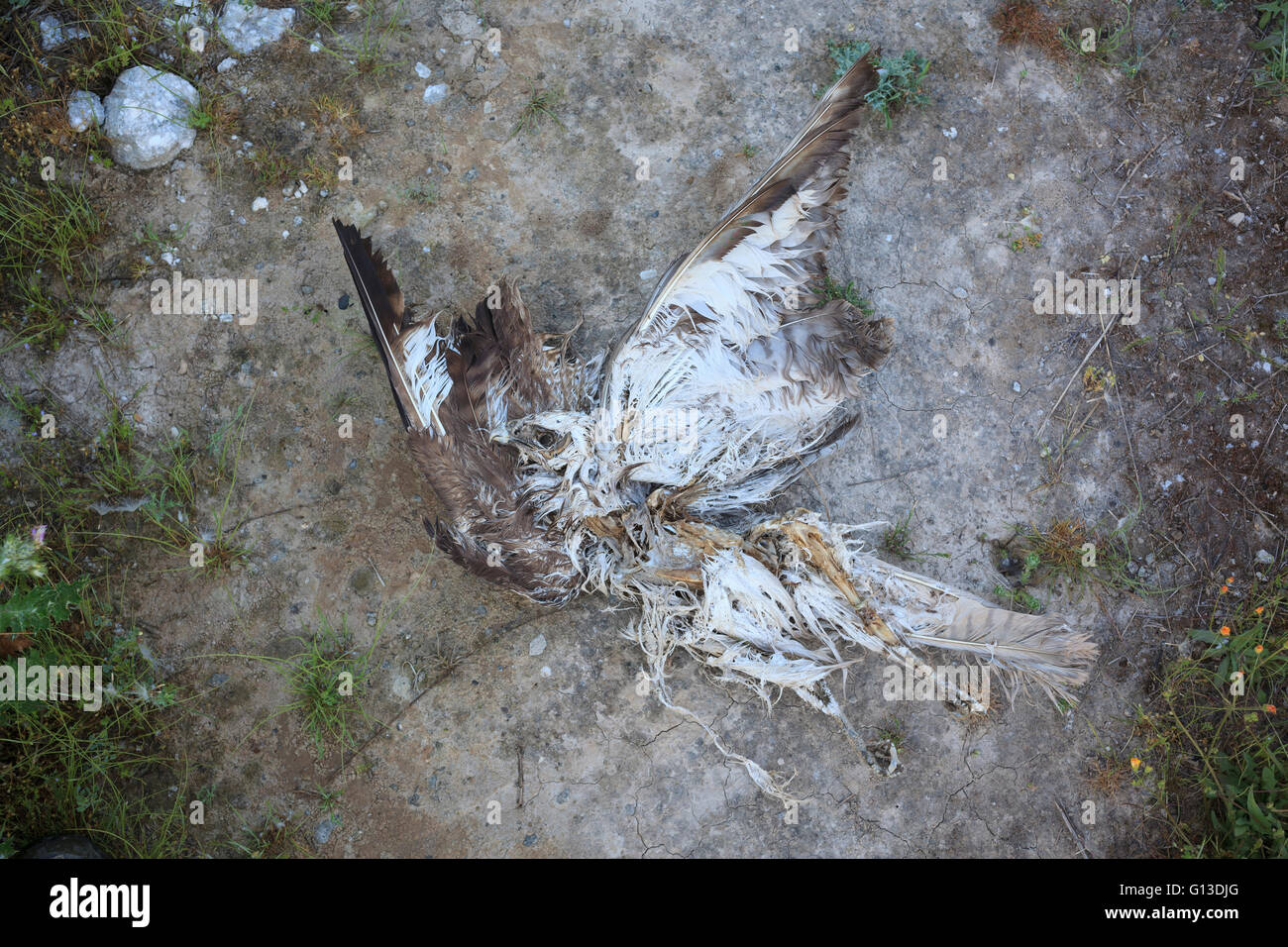Eurasienne morts (Buzzard Buteo buteo) sur le sol. Lleida province. La Catalogne. L'Espagne. Banque D'Images