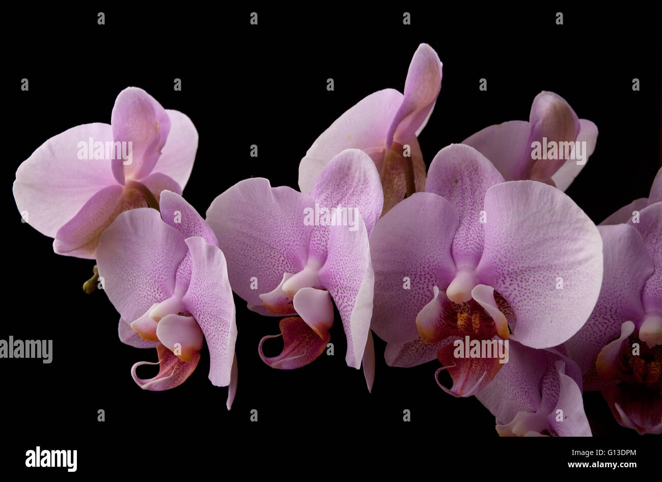 Orchidée fleur rose sur fond noir, studio shot Banque D'Images